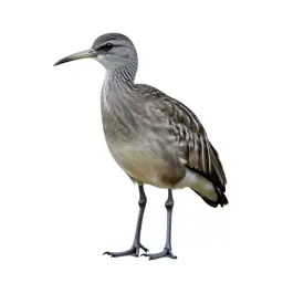 Limpkin