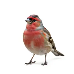 Linnet