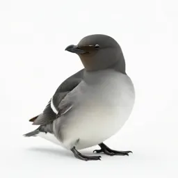 Little auk