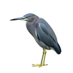 Little blue heron