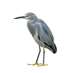 Little egret