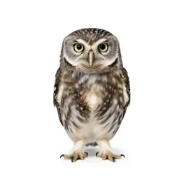 Little owl