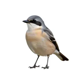 Loggerhead shrike