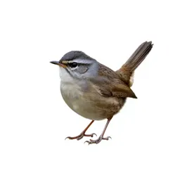 Long-billed marsh wren