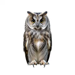 Long-eared owl