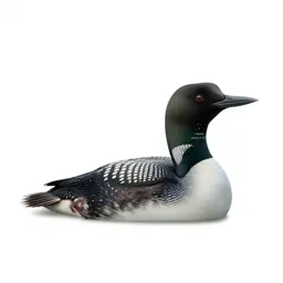 Loon