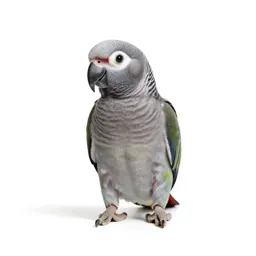 Lorikeet