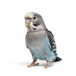 Lory