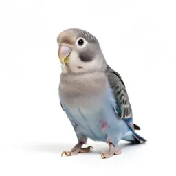 Lovebird