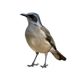 Lyrebird