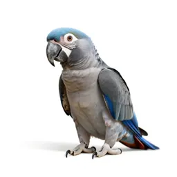 Macaw
