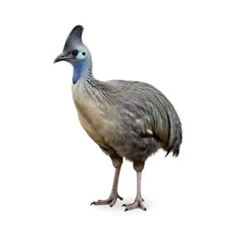 Mallee fowl