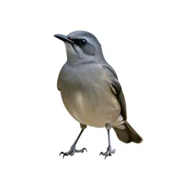 Manakin