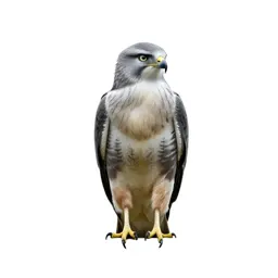 Marsh harrier