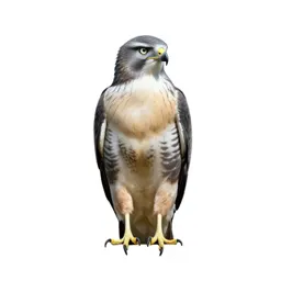 Marsh hawk