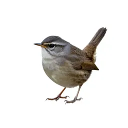 Marsh wren