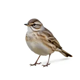 Meadow pipit