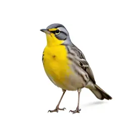 Meadowlark