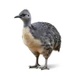 Megapode