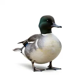 Merganser