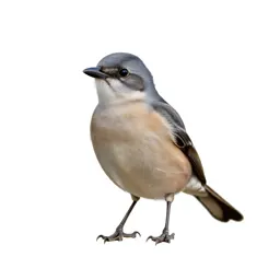Migrant shrike