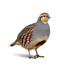 Migratory quail