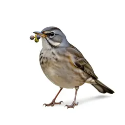 Missel thrush