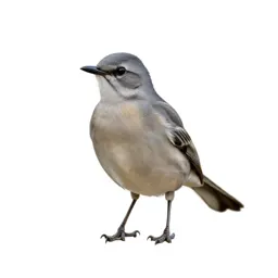 Mockingbird