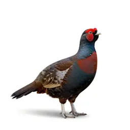 Moorcock