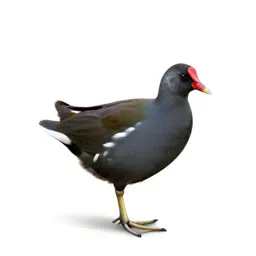 Moorhen