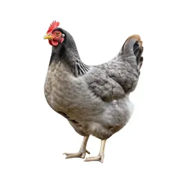 Mother hen