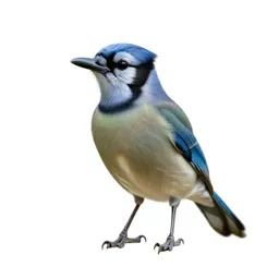 Motmot