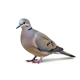 Mourning dove