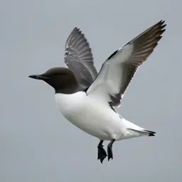Murre