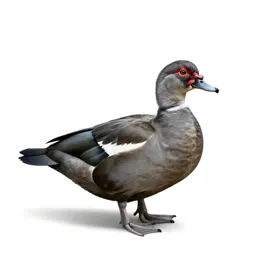 Muscovy duck