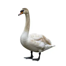 Mute swan