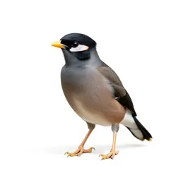 Myna