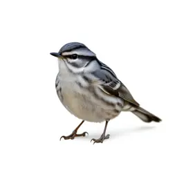 Myrtle warbler