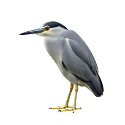 Night heron