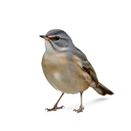Nightingale