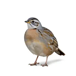 Northern bobwhite