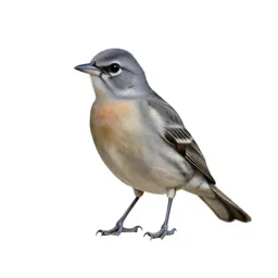 Northern oriole