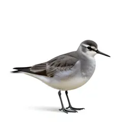 Northern phalarope
