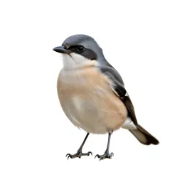 Northern shrike