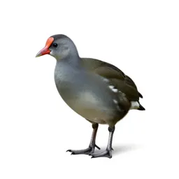 Notornis