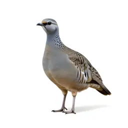 Painted sandgrouse