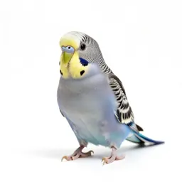 Parakeet