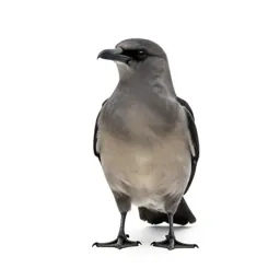 Parasitic jaeger