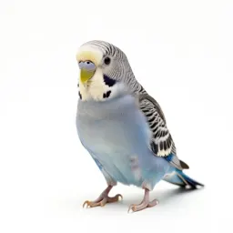 Parrot