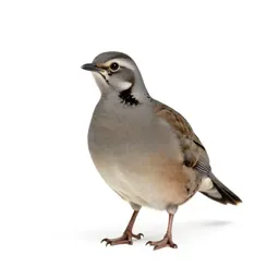 Partridge